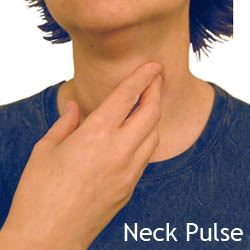 neck pulse